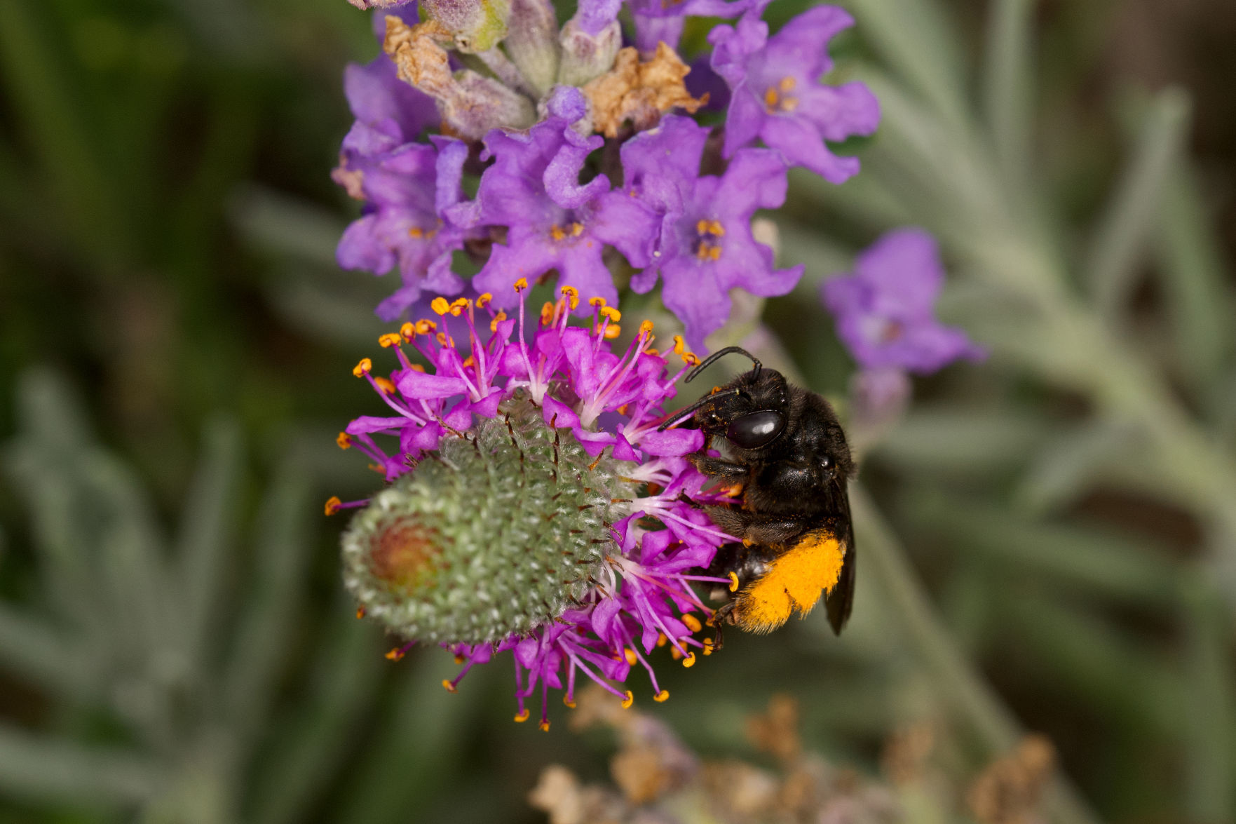 Longhorn bee